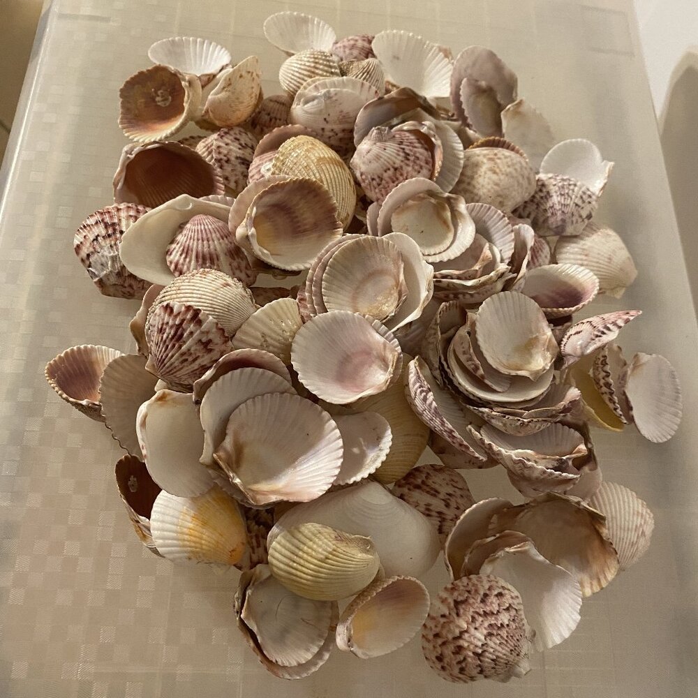 Seashell Symphony / Assortment